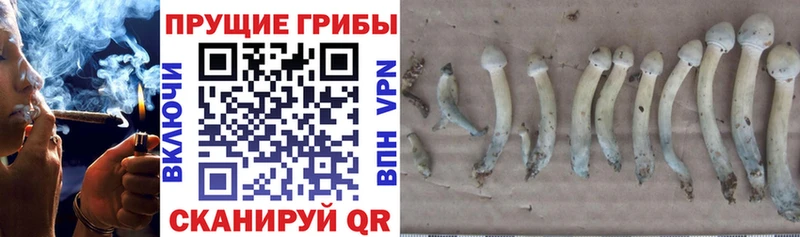 Галлюциногенные грибы MAGIC MUSHROOMS  Бородино 